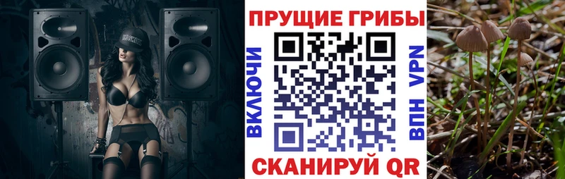 Галлюциногенные грибы Psilocybine cubensis  Купить закладки  Армянск 